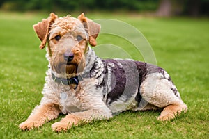 Portrait of a beautiful Airedale Terrier dog in the park. Generative AI