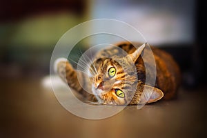 Portrait of a beautiful american shorthair cat with green eyes.
