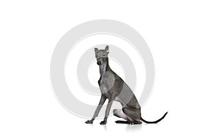 Portrait with beautiful animal, Italian greyhound with brown fur posing with clever face isolated over white studio