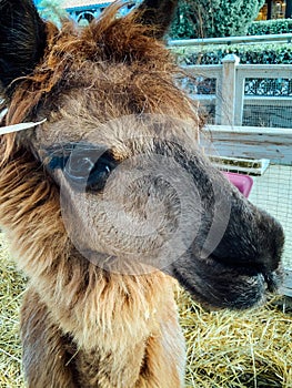 Portrait of a beautiful animal llama in a captive zoo