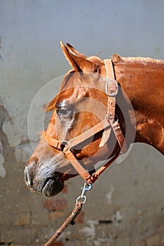 Portrait of beautiful arabian horse against white wall