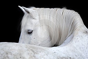 Portrait of an Arabian horse on black background