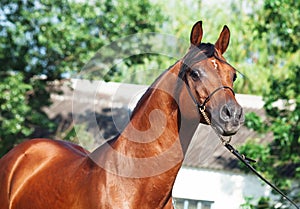 Portrait of beautiful arabian stallion