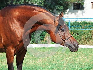 Portrait of beautiful arabian stallion