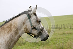 Portrait of an beautiful arabian white horse