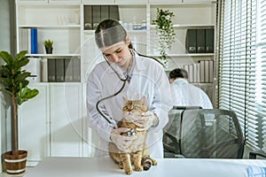 portrait of a beautiful asian female veterinarian diagnosing cat with stethoscope at clinic