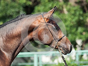 Portrait of beautiful bay arabian colt