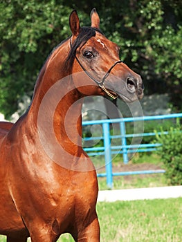 Portrait of beautiful bay arabian stallion