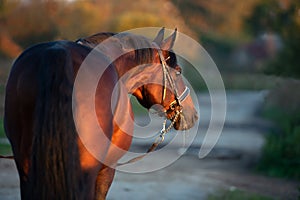 Portrait of beautiful bay breed stallion in beautiful brown bridle at evening. behind view