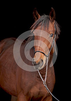 Portrait of beautiful bay filly