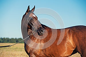 portrait of beautiful bay filly posing in the field at sunny evening