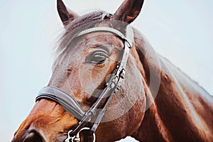 Portrait of a beautiful bay horse with a black leather bridle on its muzzle. Equestrian sports