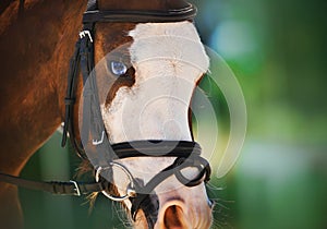 Portrait of a beautiful bay horse with blue eyes and a bridle on its muzzle on a sunny summer day. Equestrian sports