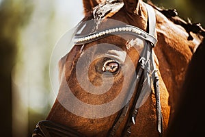 Portrait of a beautiful bay horse with a bridle on its muzzle on a sunny summer day. Equestrian sports