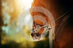 Portrait of a beautiful bay horse with a bridle on its muzzle on a sunny summer day. Equestrian sports. Horse riding