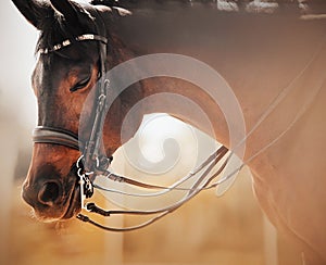 Portrait of a beautiful bay horse with a bridle on its muzzle, which stands with its eyes closed on a sunny foggy morning.