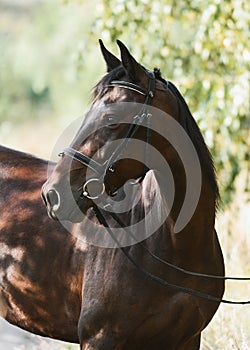 Portrait of a beautiful bay horse on freedom