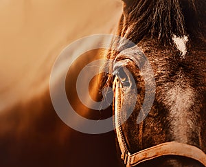 Portrait of a beautiful bay horse, illuminated by sunlight, close-up. Photo of a horse. The horse's eye