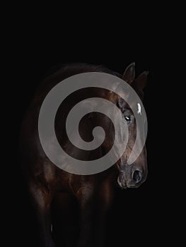 Portrait of beautiful bay horse isolated on black background