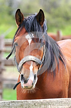 Portrait of beautiful bay horse looing over corral fence photo