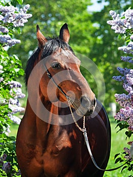 portrait of beautiful bay horse posing around blossom lilac