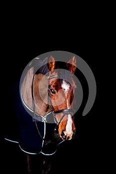 Portrait of beautiful bay horse in rug on black background