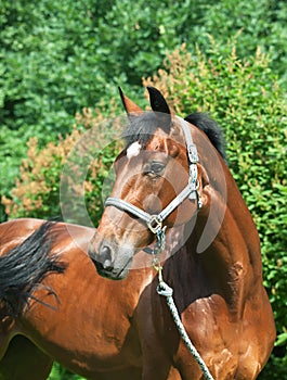 Portrait of beautiful bay mare