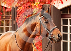 Portrait of beautiful  bay Trakehner  breed stallion posing against stable building with red leaves bush. autumn time