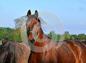 Portrait of a beautiful bay warmblood horse