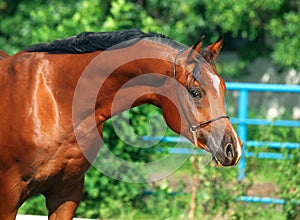 Portrait of beautiful bay young arabian stallion