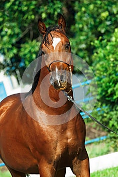 Portrait of beautiful bay young arabian stallion