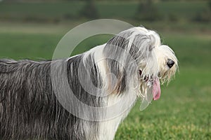 Portrait of beautiful bearded collie