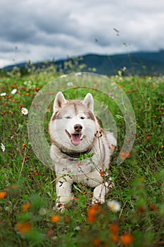 Portrait of beautiful beige and white dog breed siberian husky lying in the flower field in summer