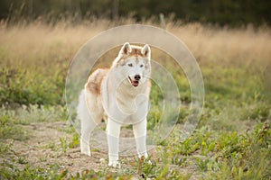 Portrait of beautiful beige and white siberian husky dog with brown eyes standing in the field