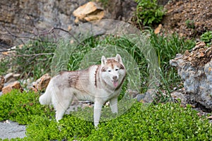 Portrait of beautiful Beige and white Siberian Husky dog standing in the grass on the beach