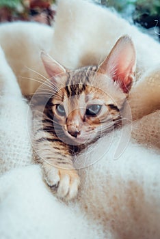 Portrait of beautiful bengal kitten