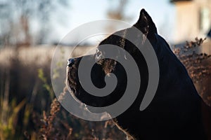 Portrait of a beautiful big black dog breed Italian Cane Corso