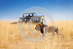 Portrait of beautiful big lion at safari park photo