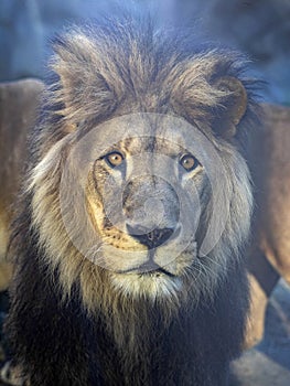 Portrait of a beautiful big male Barbary the Lion, Panthera leo leo