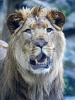Portrait of a beautiful big male Barbary the Lion, Panthera leo leo