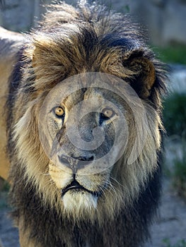 Portrait of a beautiful big male Barbary the Lion, Panthera leo leo