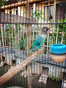 portrait of a beautiful bird with turquoise feathers basking in the cage