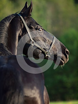 Portrait of beautiful black breed stallion . back view. summer