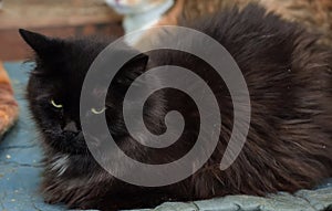 Portrait beautiful black chantilly tiffany cat