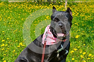 Portrait of a beautiful black dog female of the Italian Cane Corso breed