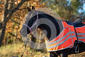 Portrait of beautiful black dressage stallion  dressed in training protection cover  posing at sunny evening. autumn season