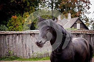 Portrait of beautiful black friesian horse