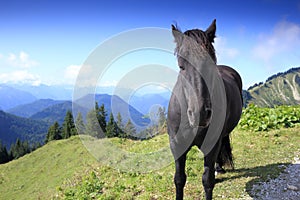 Portrait of a beautiful black horse