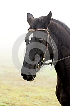 A portrait of an beautiful black horse