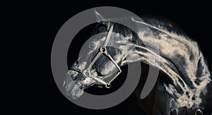 Portrait of beautiful black horse around black background. studio shot